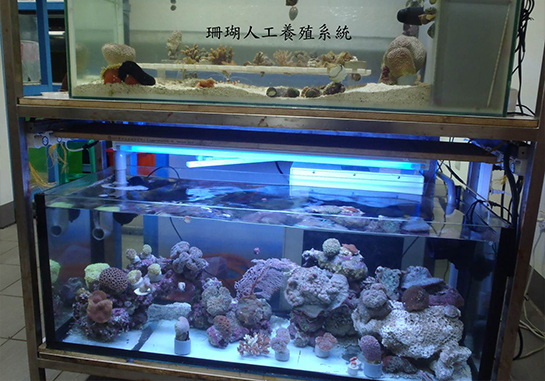 水族繁殖實驗室-照片-珊瑚人工養殖系統